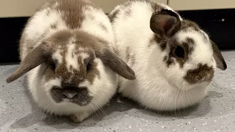 White and fawn rabbits Honey and Bee sat huddled up next to each other on a grey speckled floor